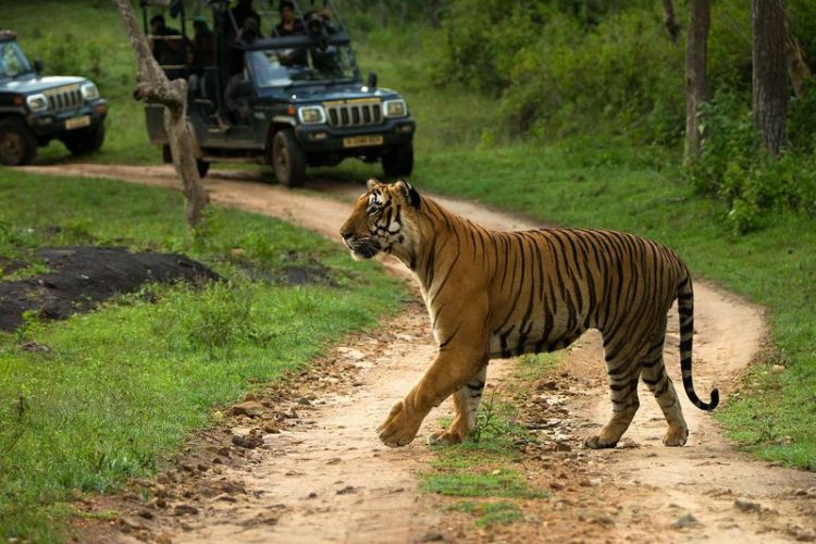 Bandipur National Park