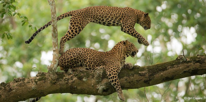 Kabini Wildlife Sanctuary
