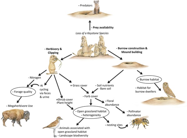 how might you add keystone species to the concept map